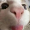 alvin_21852