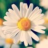 sll.ru