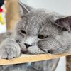 catbee2328