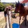 maisieheartshorses