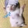 kittycatii