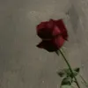 rosesatnight_