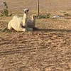 alotibi777