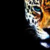 daddy_jaguar