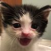 Mostly Kitten Videos