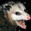 the_chaos_possum