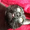 raspoutine_ty