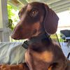 schaattmom