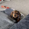 thorthordachshund