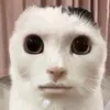 user2mbs32nnwo