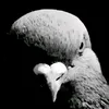 pombo_do_governoo