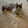 elgatotomcalle