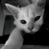 _khxinhgai_10