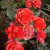 thaile9301