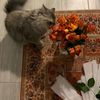 - 🌷🌷بإلقُرآن إهتديت .