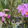 catleyaorchid