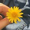 dyngastpn