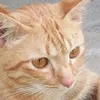 chacha_294