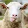 si_aries0