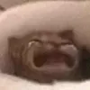 cheejiteok