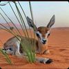 mashaelal01