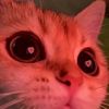 t___leeknowsaurus