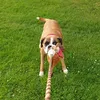 lenoxtheboxerdog