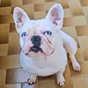 aresthefrenchie1