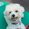 martin_maltipoo