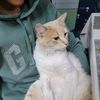 taz_mania_cat