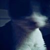 meow33032
