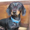 bobby_dachshund