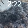 fer02220