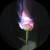 fast_260110