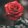 maria27flores0
