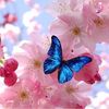 anafelicitasflore