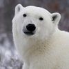thesilverbear