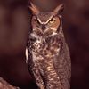 the.nocturnal_cousins1