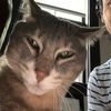 simba the cat