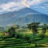 lestari542