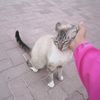 amy_radwan11