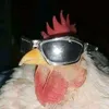 i_am_kool_chiken