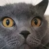 sl4sher_io
