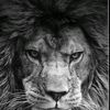 saher.sy2