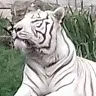 freetiger4