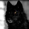 ._blackwolf_