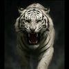 _wongmu6