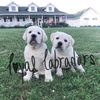 loyallabradors