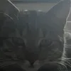 cookie_hunter cookie