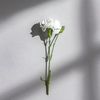 waxflower